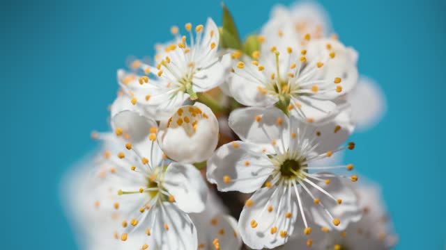 Spring flowers bloom. Timelapse shot of blossoming flowers against a blue background. Blooming gardens close-up shot of accelerated time. Flowering of a fruitful plant, apple, pear, plum, apricot.