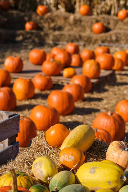 istock Autumn squashes and pumpkins 1346139503