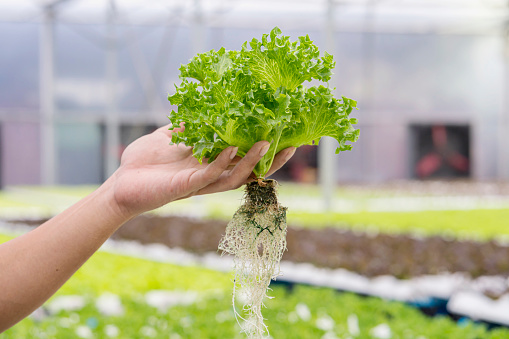 Lettuce in a hydroponic dome. Frillice Iceberg on hand cultivation hydroponic green vegetable in smart farm plant.