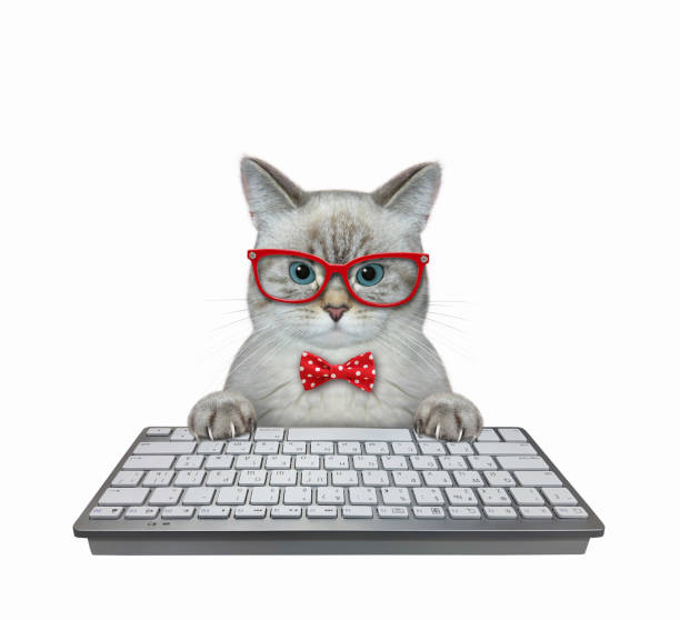 cat ash tapant sur le clavier de l’ordinateur - ashen photos et images de collection