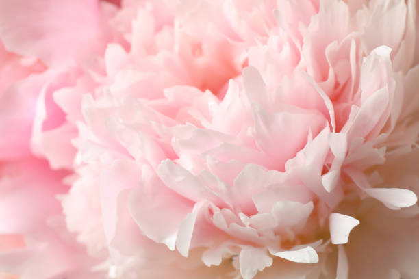 istock Beautiful blooming pink peony as background, closeup 1346142172