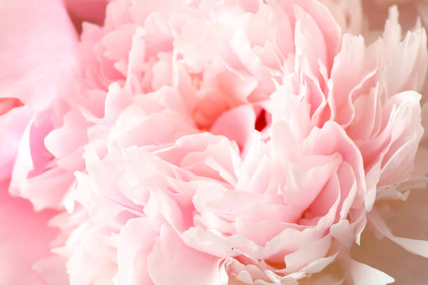 istock Beautiful blooming pink peony as background, closeup 1346142234