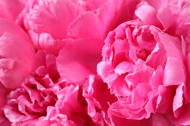 istock Beautiful pink peony bouquet as background, closeup 1346142518