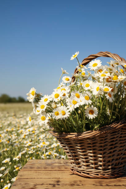 Bellis perennis ( common daisy ) Bellis perennis is a common European species of daisy, of the Asteraceae family, often considered the archetypal species of that name.