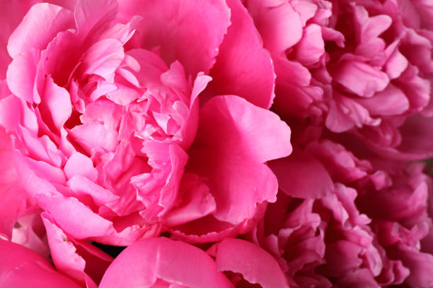 istock Beautiful pink peony bouquet as background, closeup 1346142588