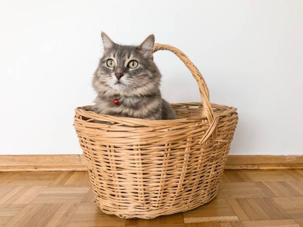 a cute gray tabby cat in the wicker basket