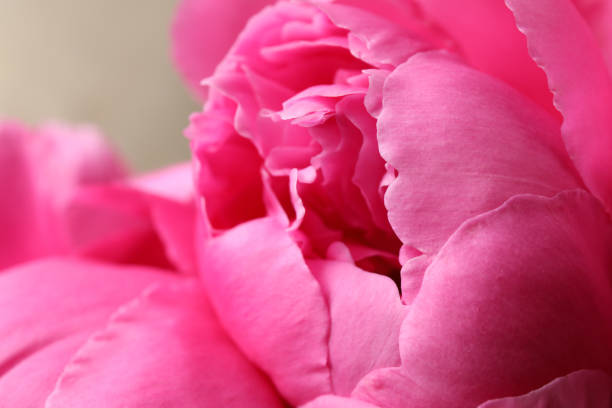 istock Beautiful pink peony on grey background, closeup 1346143576