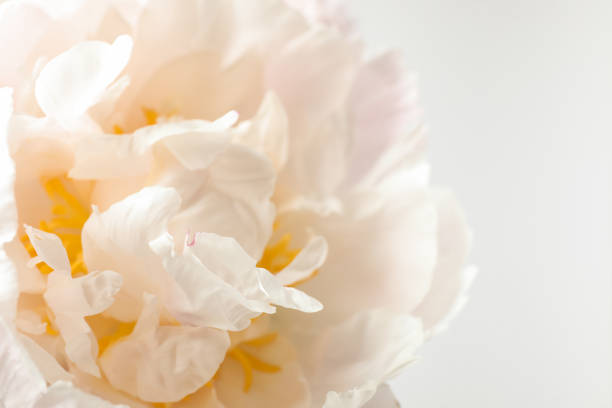 istock Beautiful blooming white peony on light background, closeup 1346143697
