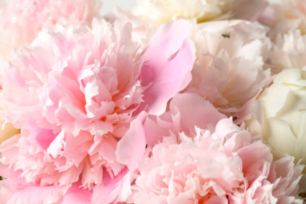 istock Beautiful peony bouquet as background, closeup view 1346144250