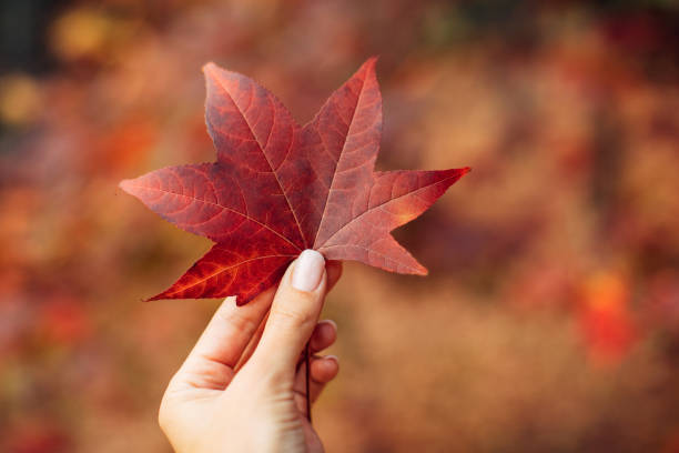 istock Woman holding an autumn leaf 1346144338