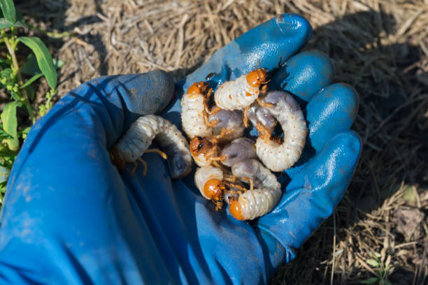 larvas de chafer europeu na mão esquerda - comida de pub - fotografias e filmes do acervo