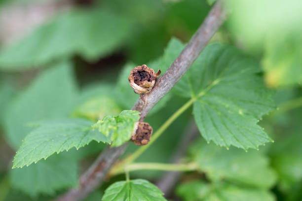 Cecidophyopsis ribis blackcurrant gall or big bud mite blackcurrant gall or big bud mite gall mite stock pictures, royalty-free photos & images