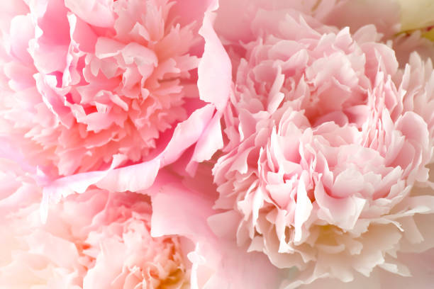istock Beautiful blooming pink peonies as background, closeup 1346144687