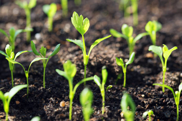 istock Celeriac sprouts are small in the ground 1346145376