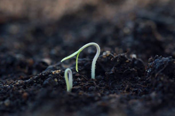 istock small sprouts tomato seedlings gardening 1346145433