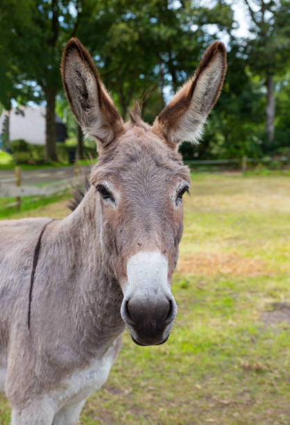 istock donkey closeup with green field as background 1346145617