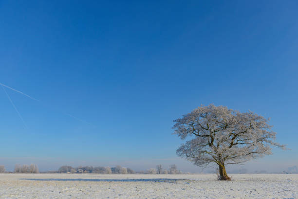 istock Winter tree during a beautiful winter day 1346145812