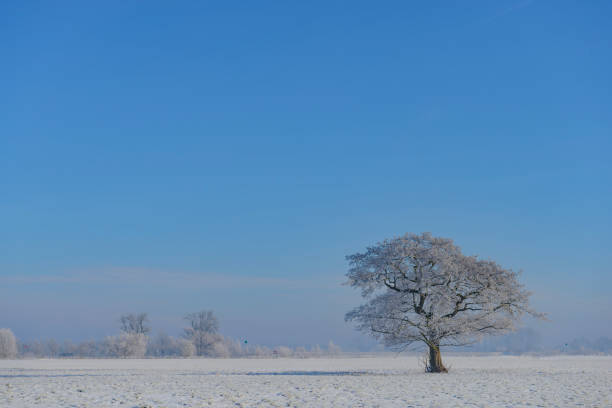 istock Winter tree during a beautiful winter day 1346145834
