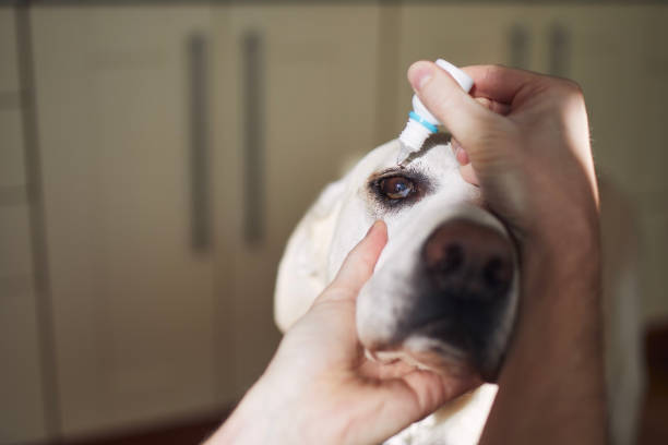 istock Senior dog with illness eye 1346146192