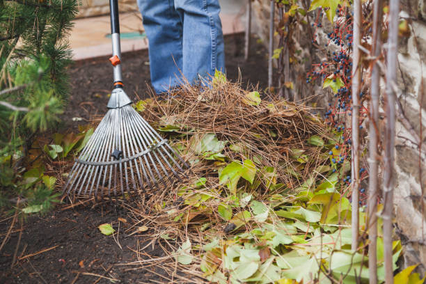 istock Pile of collected leaves and pine needles on ground 1346146269