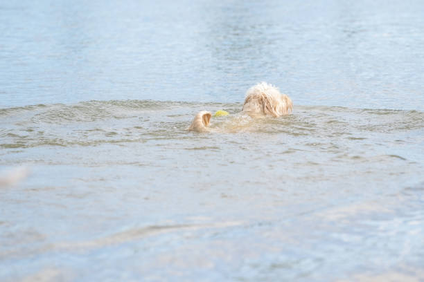 labradoodle dog swims tail up in a lake. white dog with curly hair, seen from behind. yellow tennis ball floats on the blue water - dog tail shaking retriever imagens e fotografias de stock