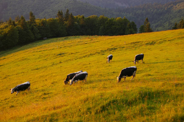 istock Cows grazing in mountain pasture 1346147697