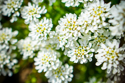 Iberis amara or bitter candytuft many white flowers