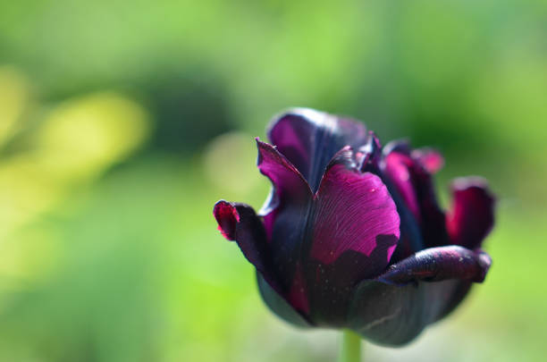 Black Tulip in the Sunset
