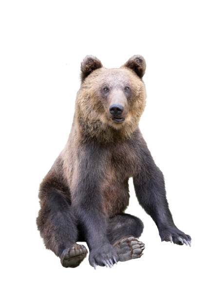 istock brown bear sitting isolated on white background 1346149389