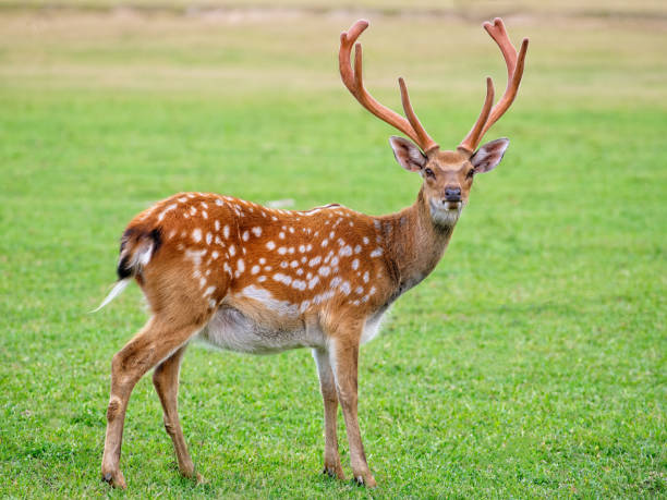 istock beautiful deer on a background of green grass 1346149516