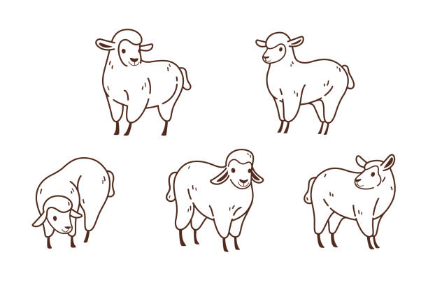 illustrations, cliparts, dessins animés et icônes de animal - sheep