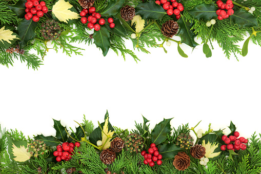 Natural winter solstice and Christmas background border with holly, cedar cypress, mistletoe, pine cone and ivy leaves on white background with copy space. Top view. Flat lay.