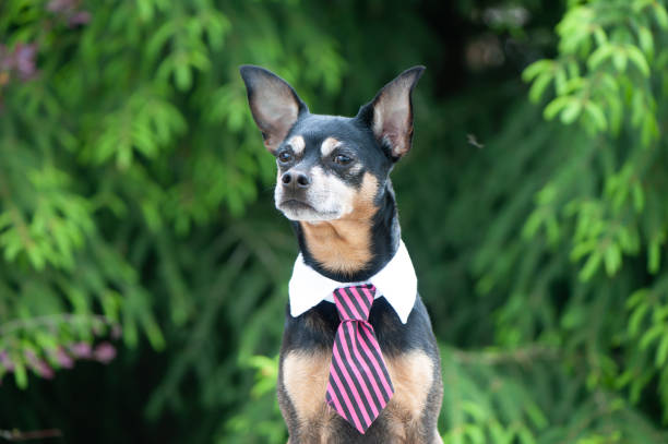 istock Dog in a tie behind a workplace outdoors, theme of workplace harmony, the topic of distant work 1346150791