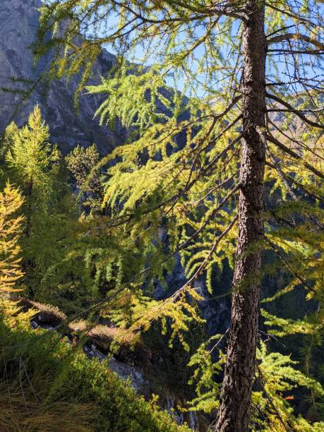 foresta di larici vicino a davos, sertig. bella e colorata atmosfera autunnale nel cantone dei grigioni, in svizzera. montagne - switzerland mountain graubunden canton hiking foto e immagini stock