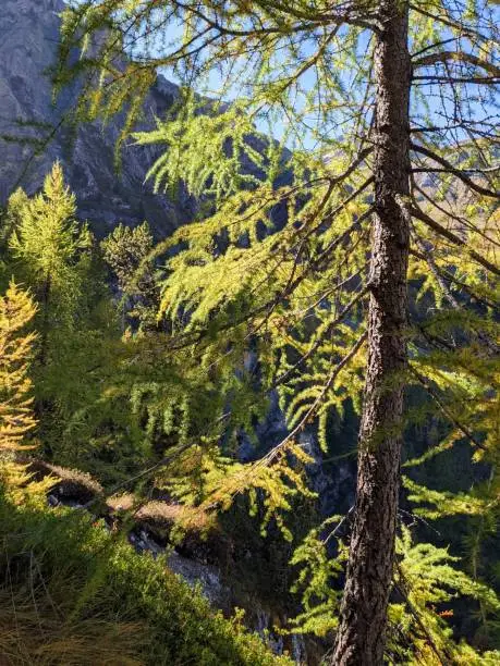 larch forest near Davos, Sertig. Beautiful, colorful autumn mood in the canton of grisons, switzerland. Mountains