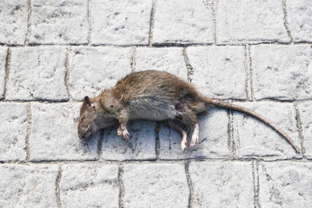 Big Rat - Banco de fotos e imágenes de stock - iStock Big Rat - Banco de fotos e imágenes de stock - iStock