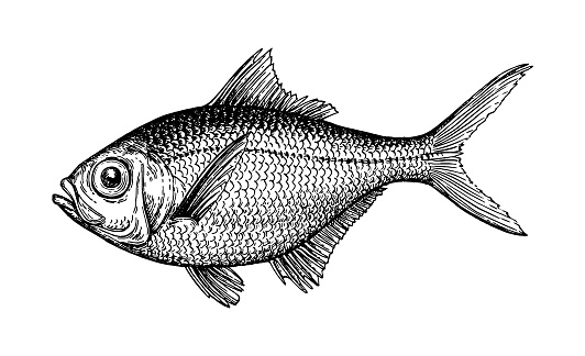 Ink sketch of alfonsino. Hand drawn vector illustration of fish isolated on white background. Retro style.