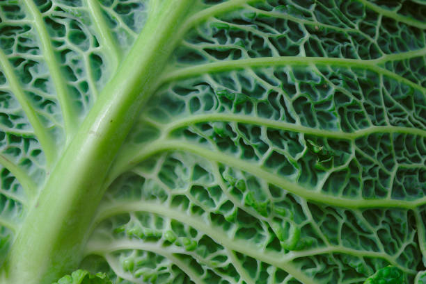 feuilles de chou vert en gros plan - green cabbage photos et images de collection