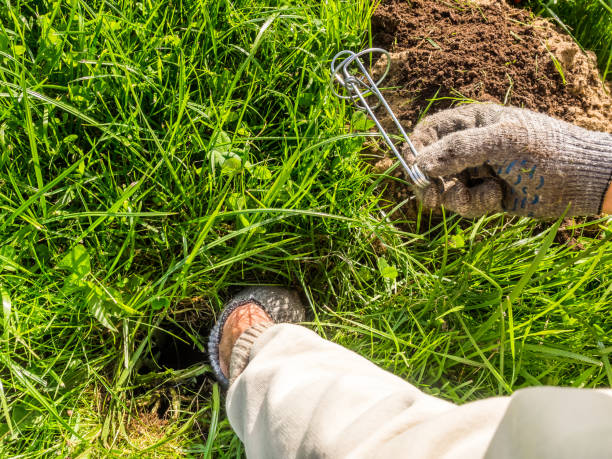 istock Gardener sets up a mole trap on the lawn in mole hole. Step 3 by step instruction. 1346152483