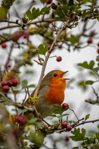 Photo of Robin singing its morning song