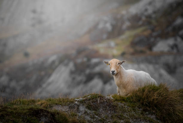istock Sheep on the moors, Dartmoor 1346153922