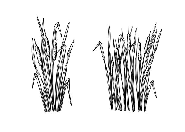 black reeds sketch set in vintage style. vector retro illustration element. spring floral nature background vector. - göl illüstrasyonlar stock illustrations