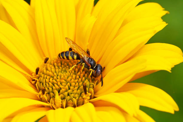 A wasp collects nectar on a yellow flower. Insect close up in a natural setting.