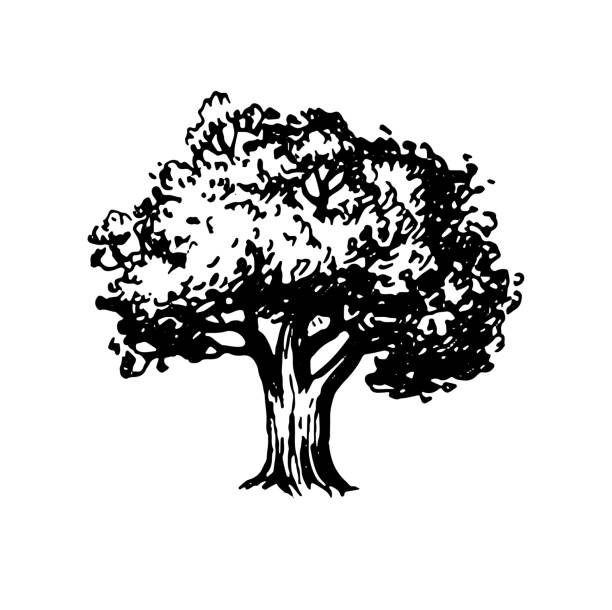 Ink sketch of oak tree. Ink sketch of oak tree. Hand drawn vector illustration isolated on white background. Retro style. oak tree stock illustrations