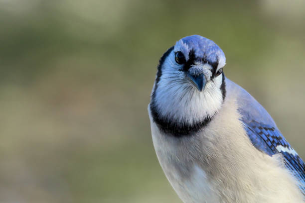 istock Blue Jay, Cyanocitta cristata, Closeup Portrait 1346155581
