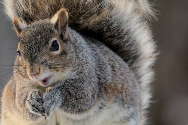 Eastern Gray Squirrel - Sciurus carolinensis