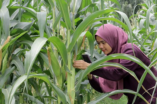 A  young Muslim woman is using smartphone taking photo of corn crop in Malaysia.
