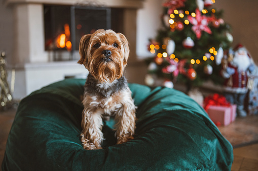 Yorkshire terrier dog portrait in Christmas decorated home.