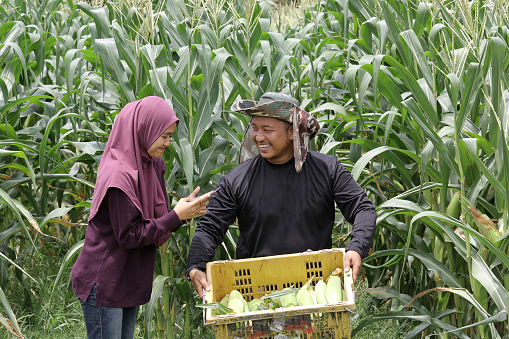 A  young Muslim woman is taking photo of freshly harvested corn in Malaysia.