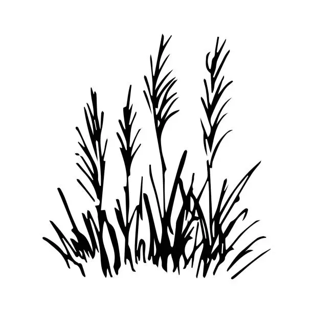 Vector illustration of Simple hand-drawn vector drawing in black outline. Pampas grass bush isolated on white background. Reed, wild plant, landscape, nature.